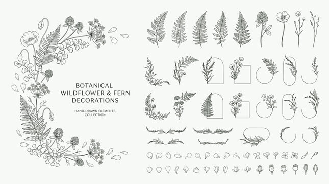 Botanical wildflower and fern decorations, hand drawn floral elements collection, vintage line art plant vector set for wedding stationery