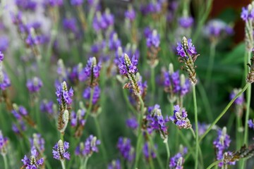 Obraz premium A close up selective focus view captures blooming purple pinnate lavender flowers for sale at the Flower Market in Hong Kong