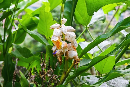 A close up view captures wild blooming alpinia zerumbet shell ginger flower buds surrounded by lush green tropical leaves in Hong Kong