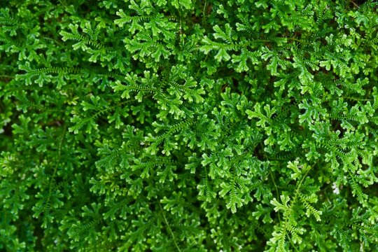 Lush green Selaginella kraussiana moss background in a park. Vibrant tropical groundcover plant texture closeup.
