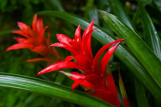 Close up of two vibrant red guzmania rana bromeliad flower blooming at Hong Kong Park for local exotic botanical garden and nature concept scene