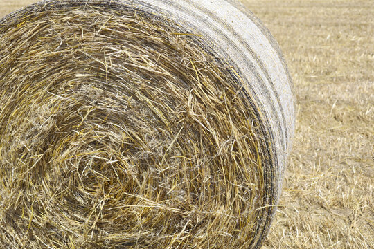 Round hay bale in a harvest field