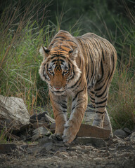 Obraz premium Bengal tiger walking through rocky grassland in Ranthambore National Park, India