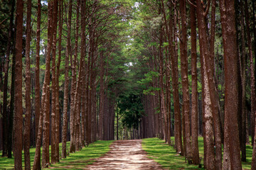 Serene forest path lush green woodland landscape photography natural beauty tranquil scene nature exploration