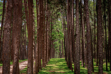 Fototapeta premium Peaceful nature walk through tall pine forest serene landscape outdoor photography tranquil environment ground-level perspective