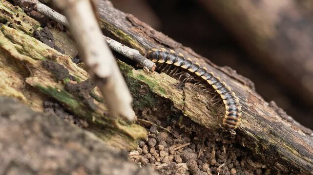 Forest Millipede Feeding on Decaying Wood Among Tiny Fungi