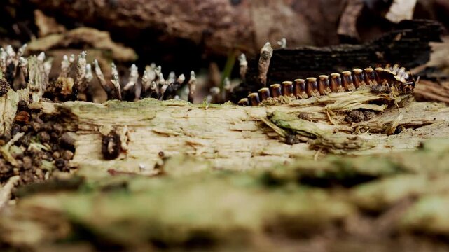 Segmented Forest Detritivore Crawling Across Decaying Wood in Tropical Jungle
