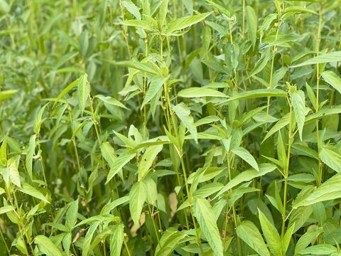 Green jute plants growing in the agricultural field during summer