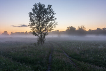 Obraz premium A lonely tree stands in a misty field at dawn, with a dirt path leading toward the soft, glowing horizon