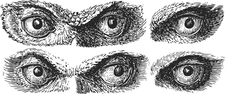 Engraving set of animal eyes detailed vintage black and white wildlife stare sketches