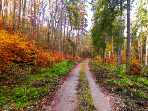 Autumnal forest landscape.