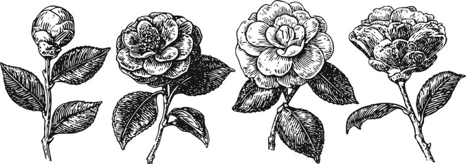 Fototapeta premium vintage camellia flower sketches hand drawn botanical floral vector illustrations