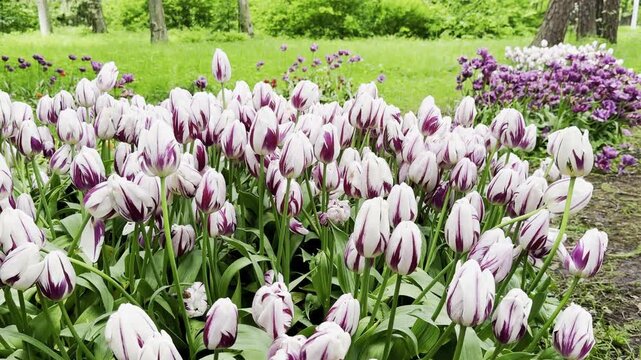 Blooming pink and white tulips creating colorful spring flower bed in landscaped garden, handheld, 4k