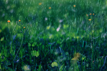 Obraz premium summer rain on the background of green grass, drops in motion background of fresh nature
