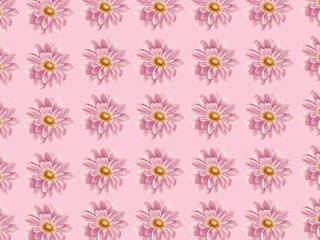 Repeating pattern of pink daisies (Bellis perennis) with yellow centers on a light pink background. The evenly spaced arrangement creates a uniform, symmetrical design. Each flower displays layered pe © ALEXO444