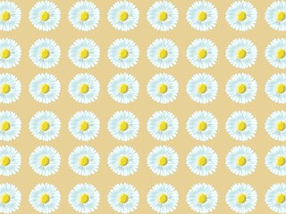 Pattern of white daisy flowers (Bellis perennis) with yellow centers evenly arranged on a light brown background. Each flower is identical in size and shape, creating a uniform, repetitive design.  © ALEXO444