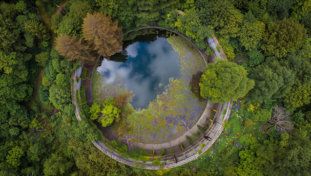 Aerial view of a circular pond covered with green lily pads, surrounded by a dense forest and a curved stone walkway in a park setting