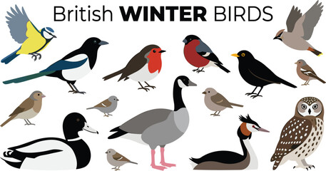 Obraz premium British winter birds collection featuring flat cartoon vector illustrations of local wildlife species set