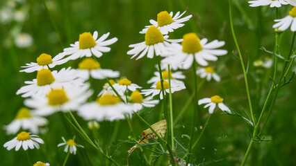 Fototapeta premium Blühende Kamillen auf einer sommerlichen Wiese. Natürliche Heilpflanze als Symbol für Gesundheit, Kräuterkunde, Biodiversität und ländliche Natur. Echtfoto.