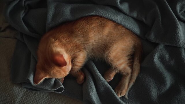 A domestic cat lies on a cozy blanket in a relaxed indoor area. The feline appears to be stretching and adjusting its position comfortably on the fabric