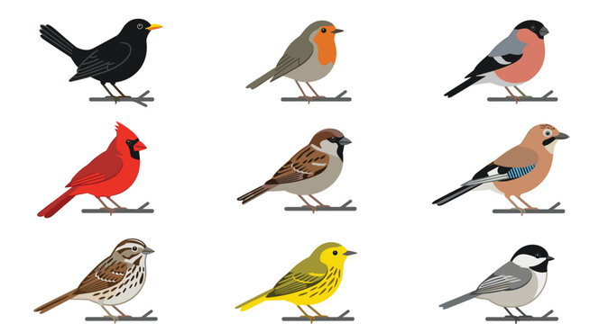Minimalist backyard birds icon set featuring flat vector illustrations of cardinal robin sparrow jay perched