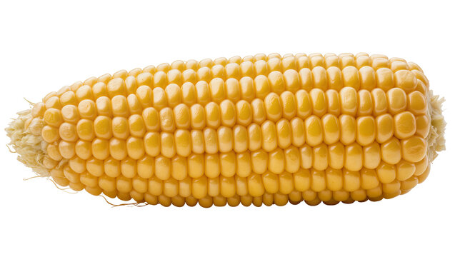 Ripe yellow corn cob with kernels