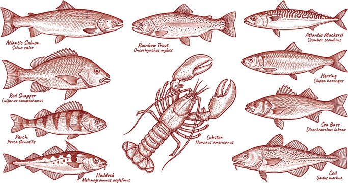 Vintage brown ink fish species guide chart featuring detailed engraving illustrations with text labels vector illustration