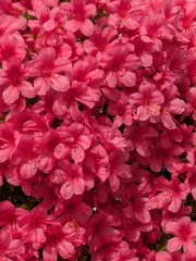 Fototapeta premium Dense Carpet of Vibrant Pink Azalea Flowers in Full Bloom Top View