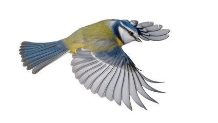 Blue tit bird in flight with wings spread © Ari