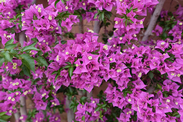 Fototapeta premium Bright purple bougainvillea flowers blooming densely on a garden wall. Mediterranean floral background for travel, landscaping and summer design.