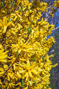 Bl&uuml;hende Garten-Forsythie ( Forsythia x intermedia ).