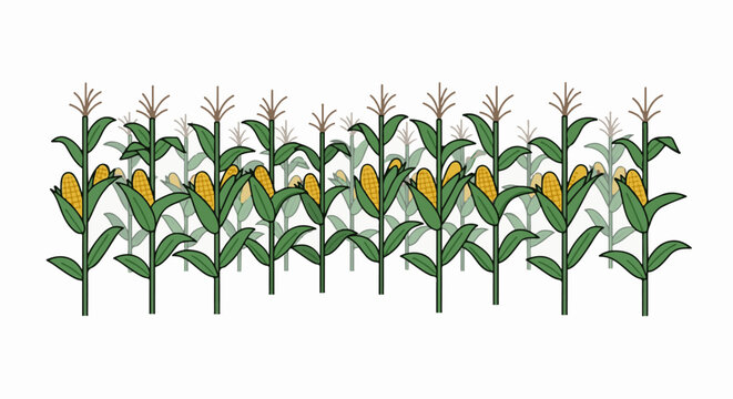 A row of ripe corn stalks with yellow ears of corn