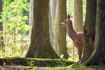 Rotwild ( Cervus elaphus ). © Michael