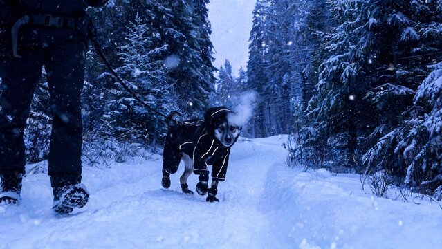 A snowy blue-hour trail scene featuring a dog in an insulated jacket and booties, steam breath visible, and a waist-belt leash. Reflective trims and microspikes underscore winter safety. Unbranded, no