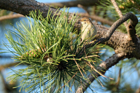 Zilpzalp ( Phylloscopus collybita ).