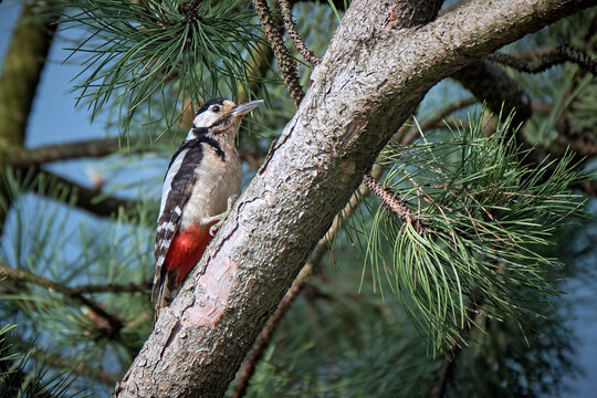 Buntspecht ( Dendrocopos major ).