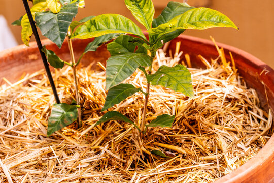 Coffea arabica pertenece a la familia Rubiaceae.