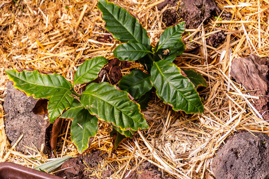 Coffea arabica pertenece a la familia Rubiaceae.