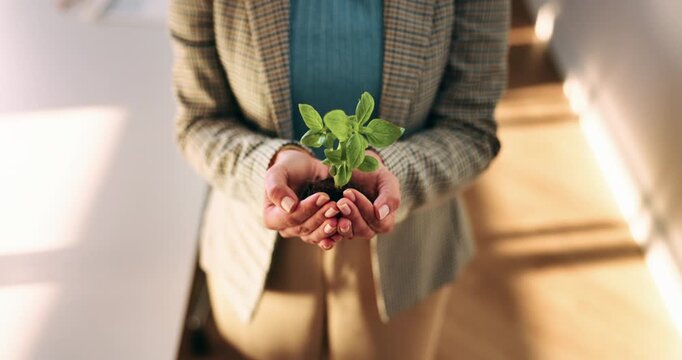Plant, hands and business woman with eco friendly proposal, company growth or green offer in office. Employee, nurture and productivity boost with sapling for environment, wellness or sustainability