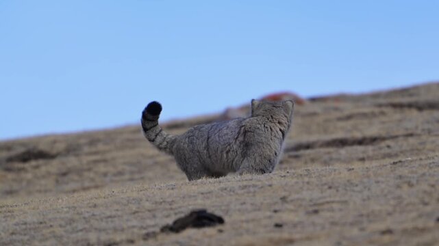 Alert wild Pallas's cat standing with a raised tail on a dry grassy ridge under a clear blue sky.