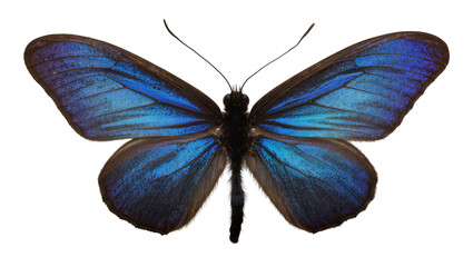 Blue Morpho Butterfly with Iridescent Wings © Ari