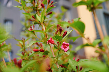 Fototapeta premium Close-up of a Weigela shrub with pink flowers and buds against a blurred building backdrop. Spring bloom.
