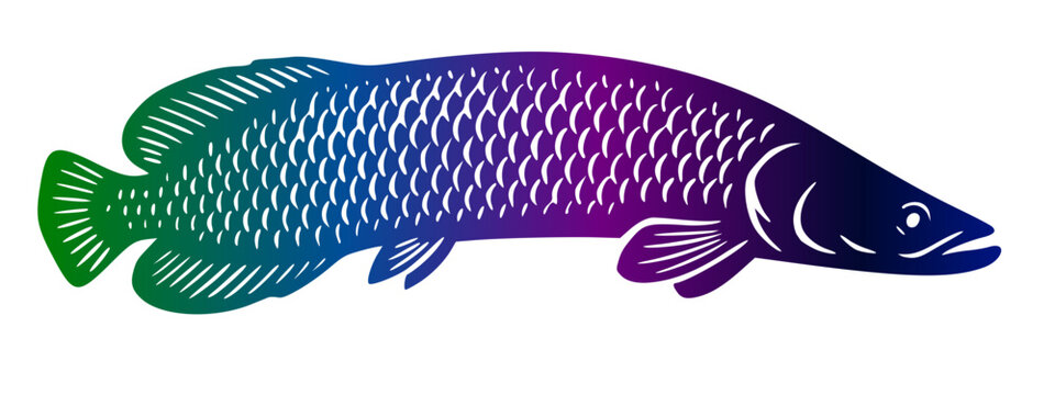 Giant Arapaima (Pirarucu) fish silhouette with colorful gradient. Vector illustration of Amazonian freshwater fish isolated on white