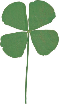 Green Vintage Pressed Four Leaf Clover