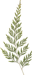 Fototapeta premium Green Vintage Pressed Dried Fern Frond