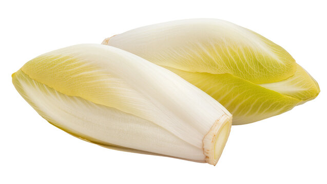 Two Belgian endives pale yellow and white leaves, close-up