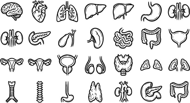 Black and White Line Art Icons of Human Organs for Medical and Science Concepts