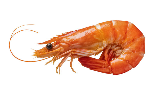 Cooked orange shrimp with visible legs and antennae