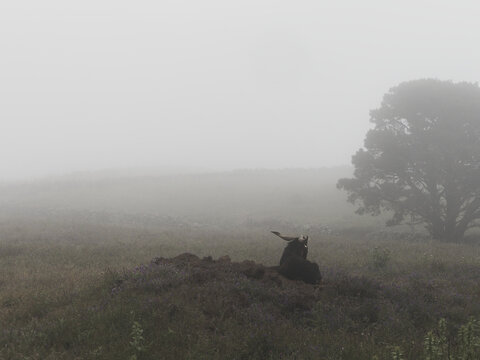 Weideland im Nebel bei San Andres auf El Hierro