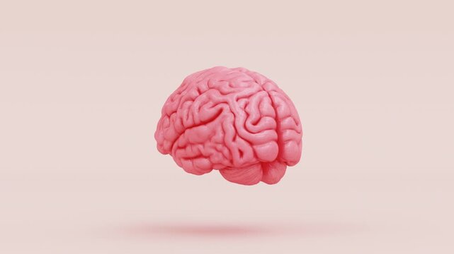 Human Brain Pink Anatomical Brain Model 3D Illustration Video